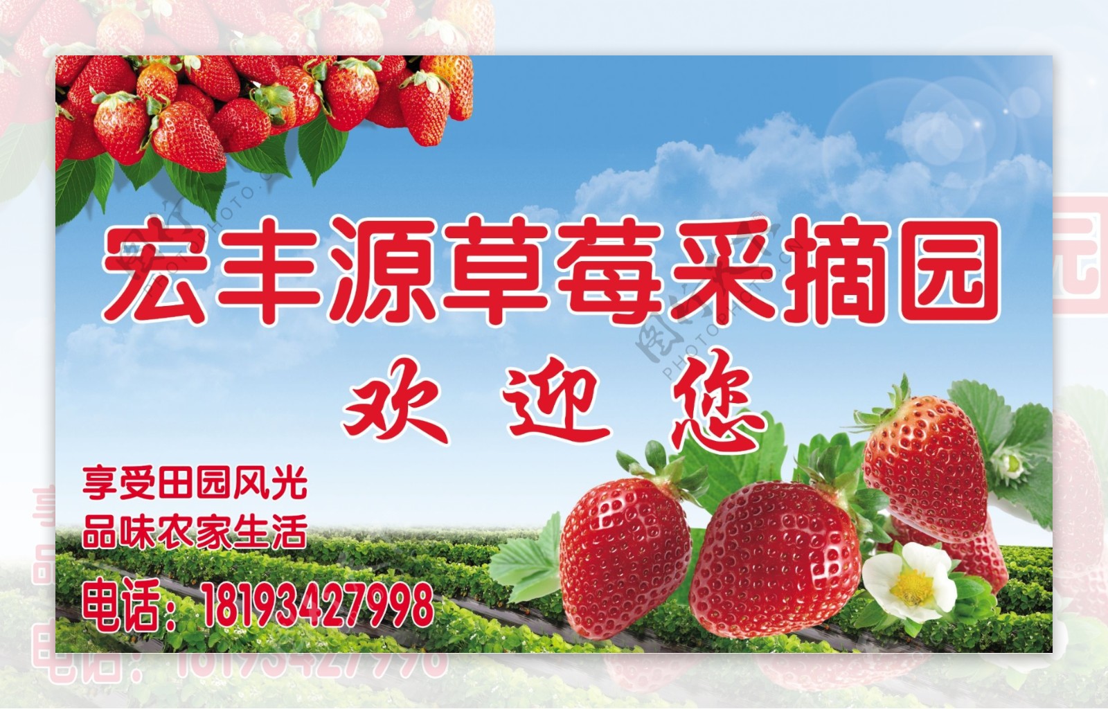 草莓采摘园草莓特写水果摄影