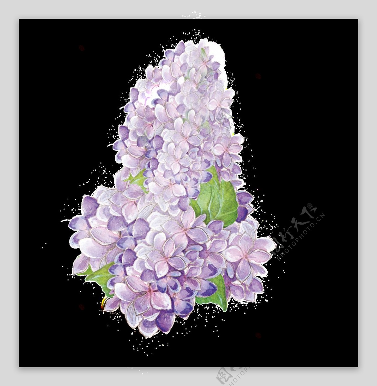 花粉花叶透明装饰素材
