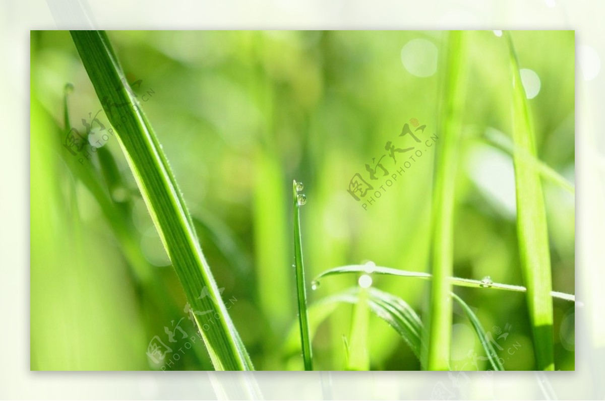 野草草地