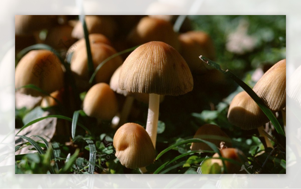 野生菌类蘑菇