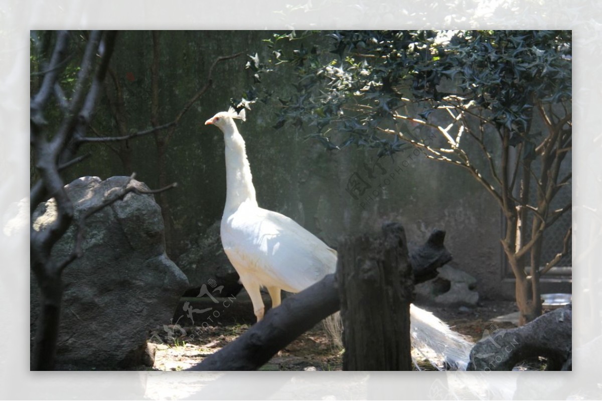 杭州动物园白孔雀