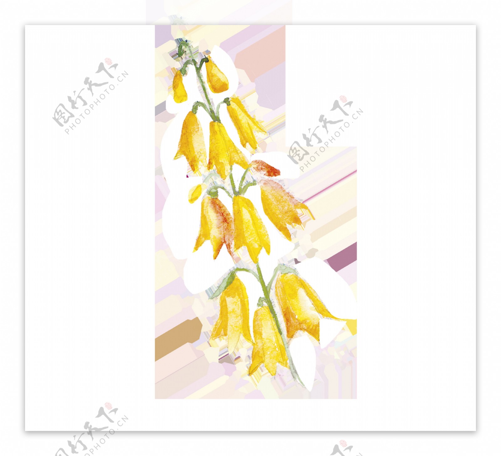 灯笼黄花透明装饰素材