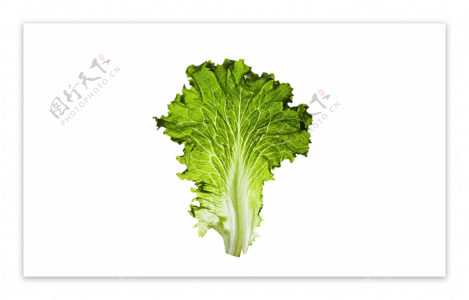 生菜蔬菜绿色水果叶子植物素材