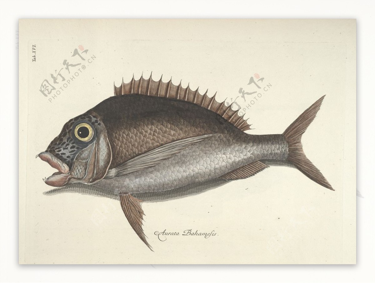 鱼类手绘插画海洋生物