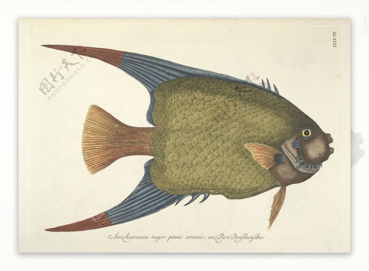 鱼类手绘插画鱼鱼类装饰