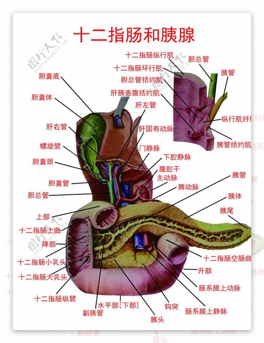 胆道十二指肠和胰腺