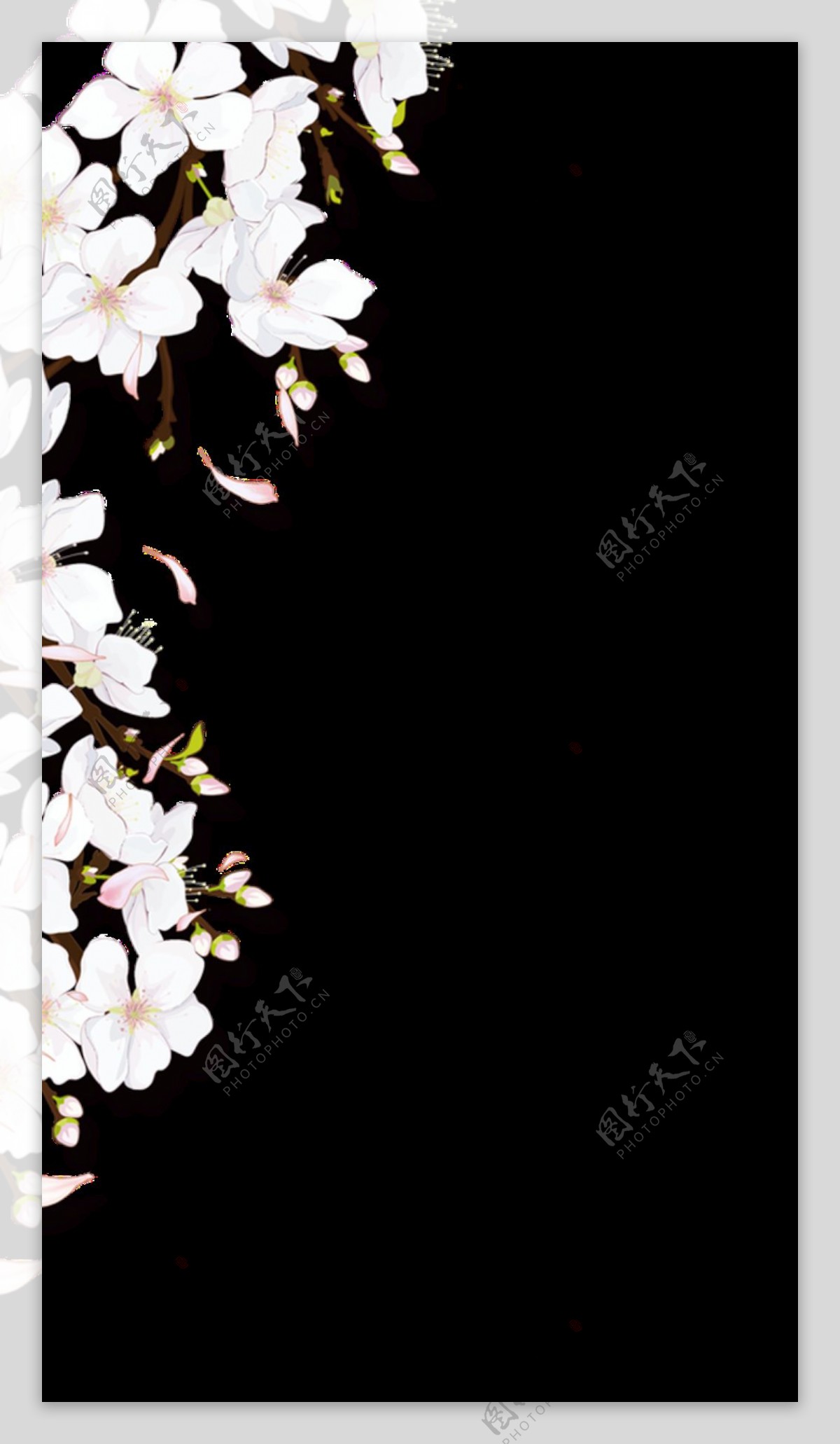 单侧梨花填充图透明装饰素材