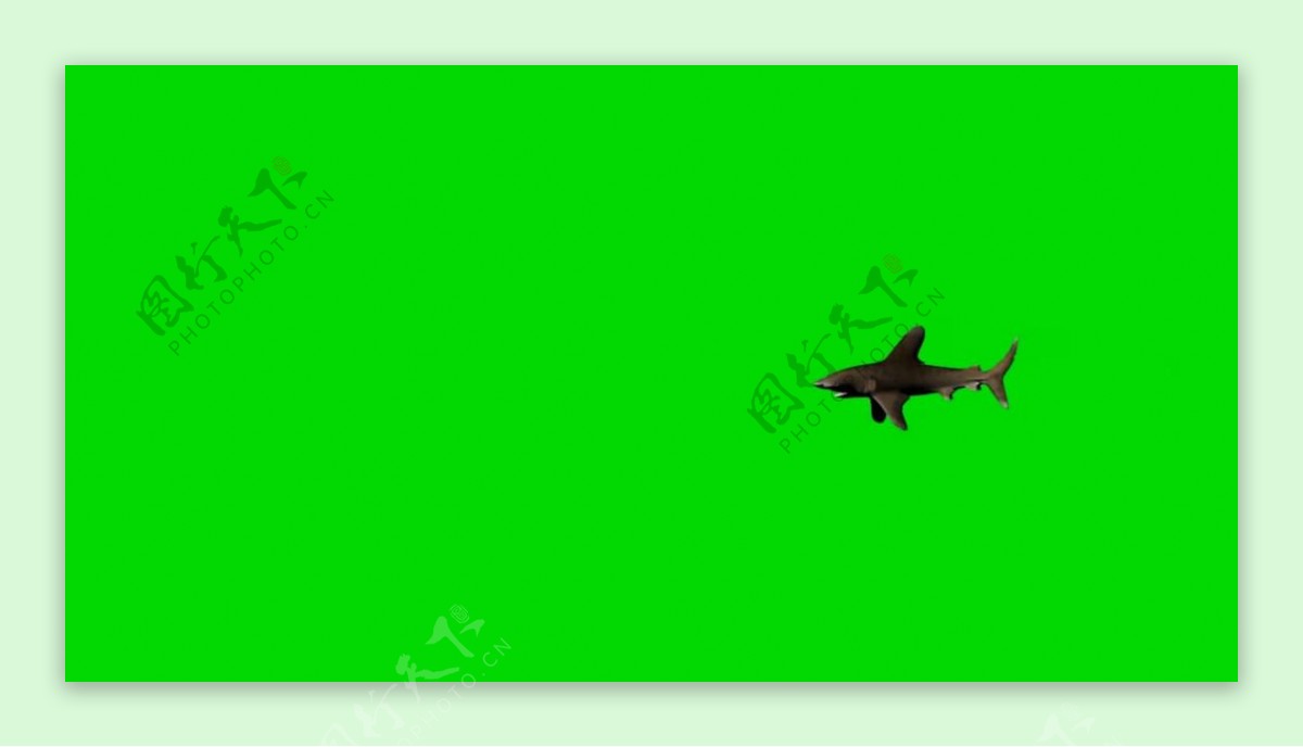 鲨鱼绿屏抠像视频素材