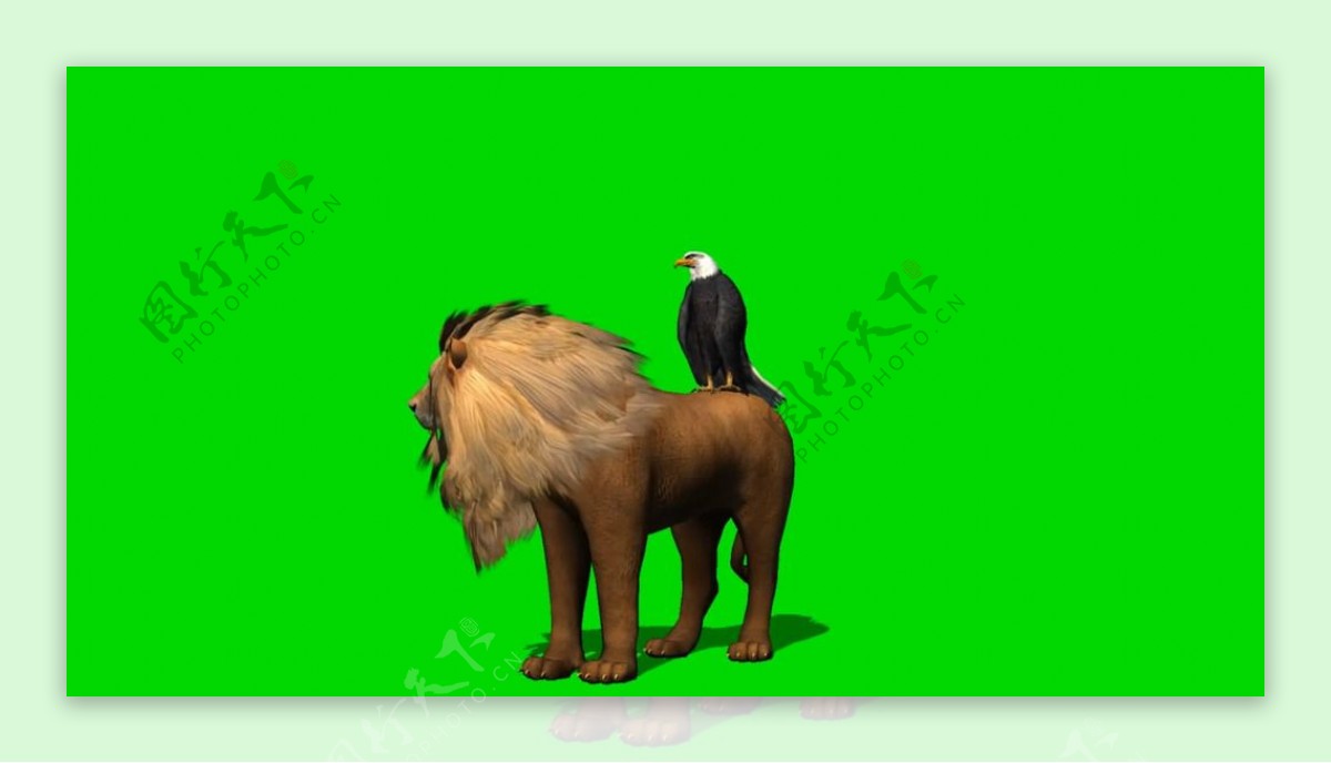 老鹰和狮子绿屏抠像视频素材