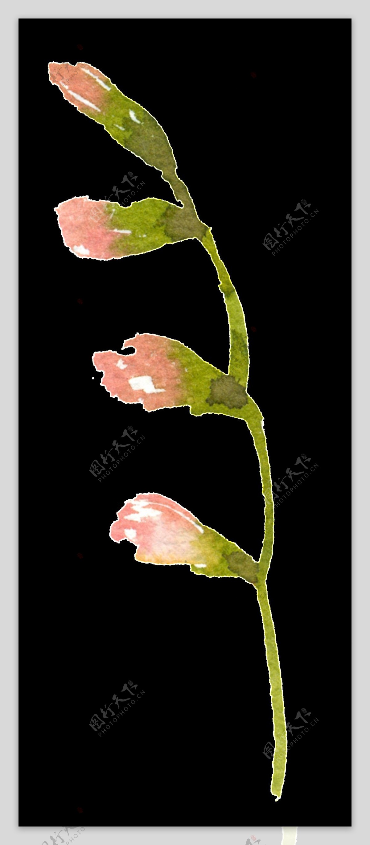 彩绘粉色花苞PNG透明素材