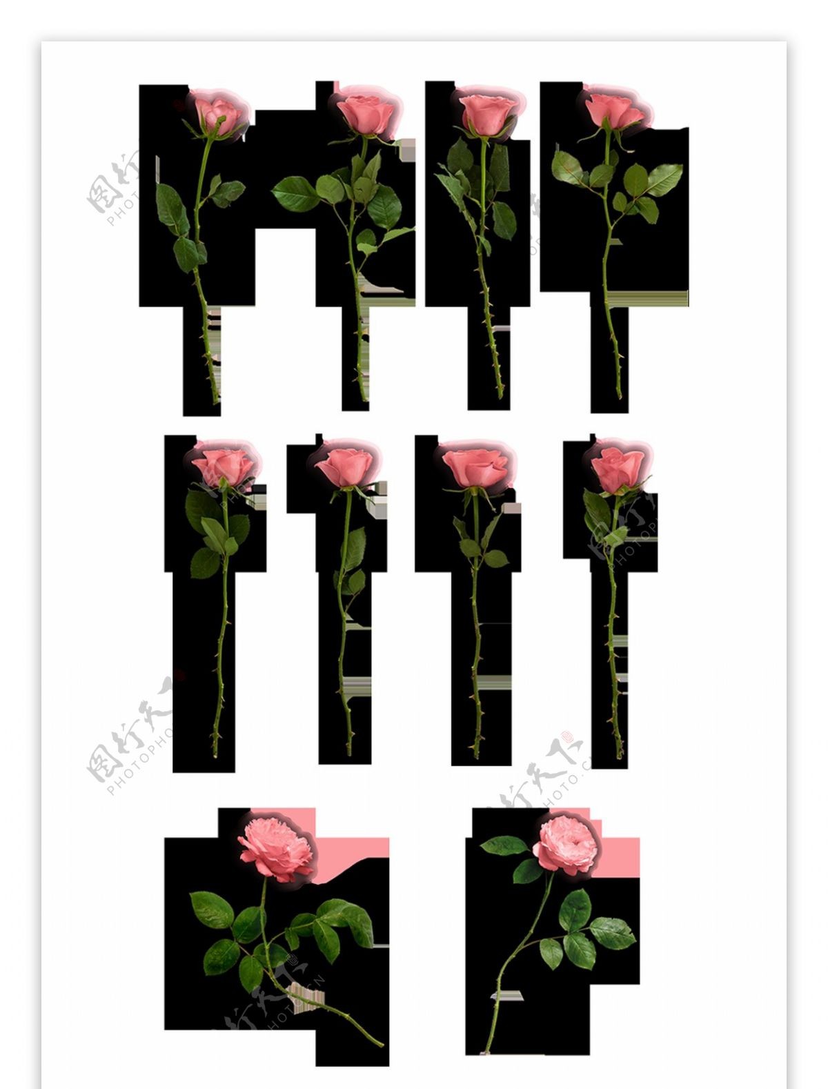 创意玫瑰产品图透明装饰素材