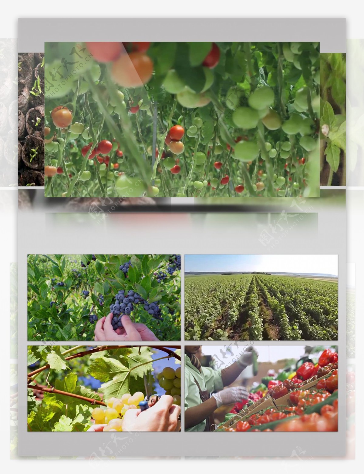 农业高科技果蔬种植宣传展示