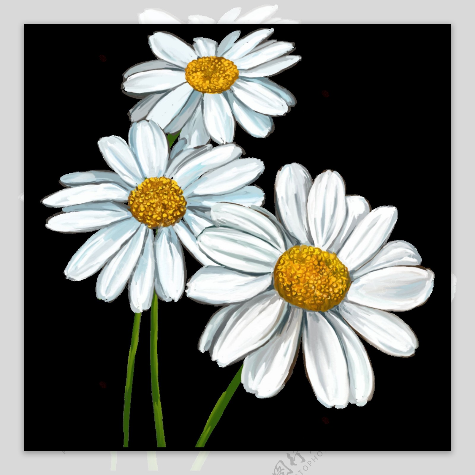温婉白色花朵手绘菊花装饰元素