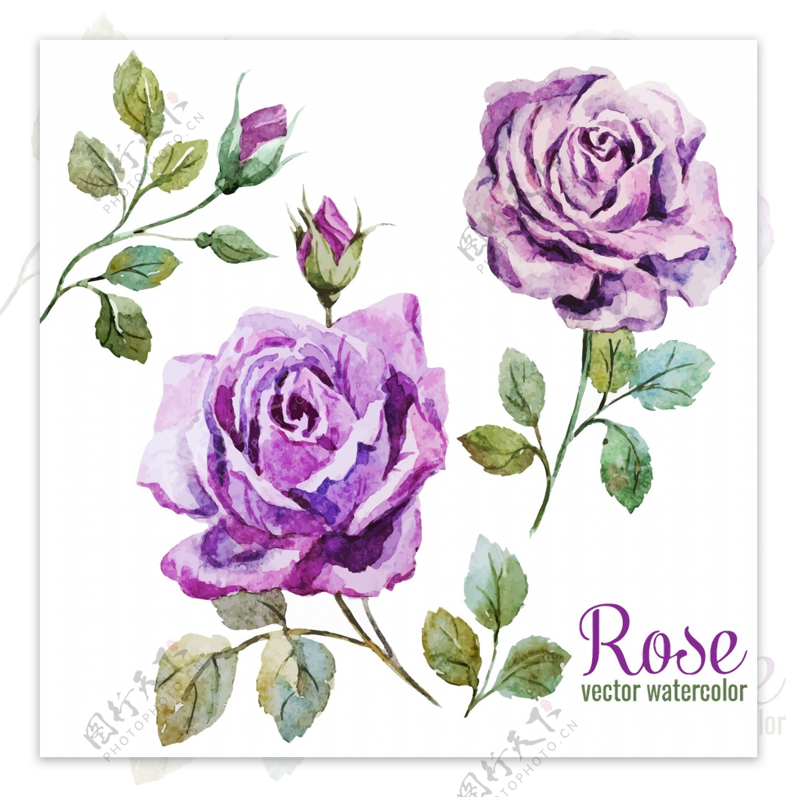 唯美水彩绘紫玫瑰插画