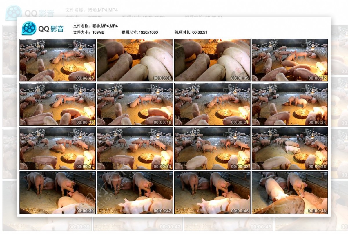 实拍高清猪场养殖场视频