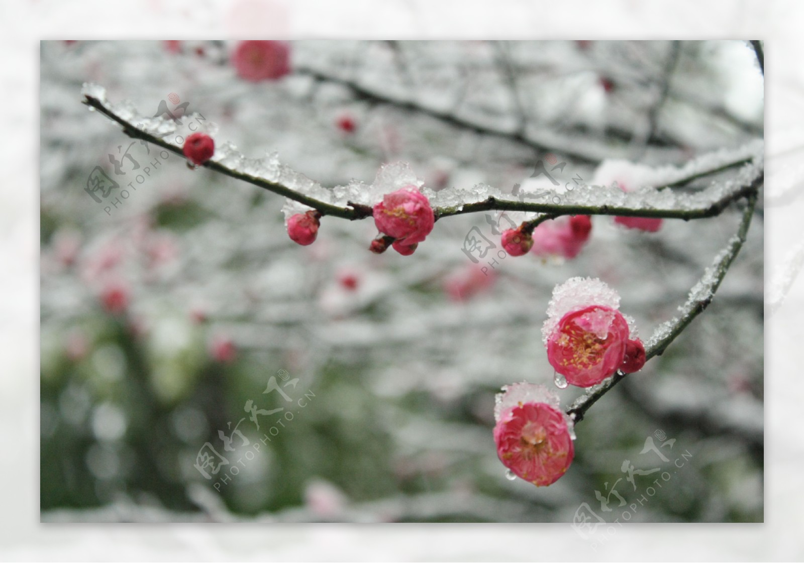 雪梅