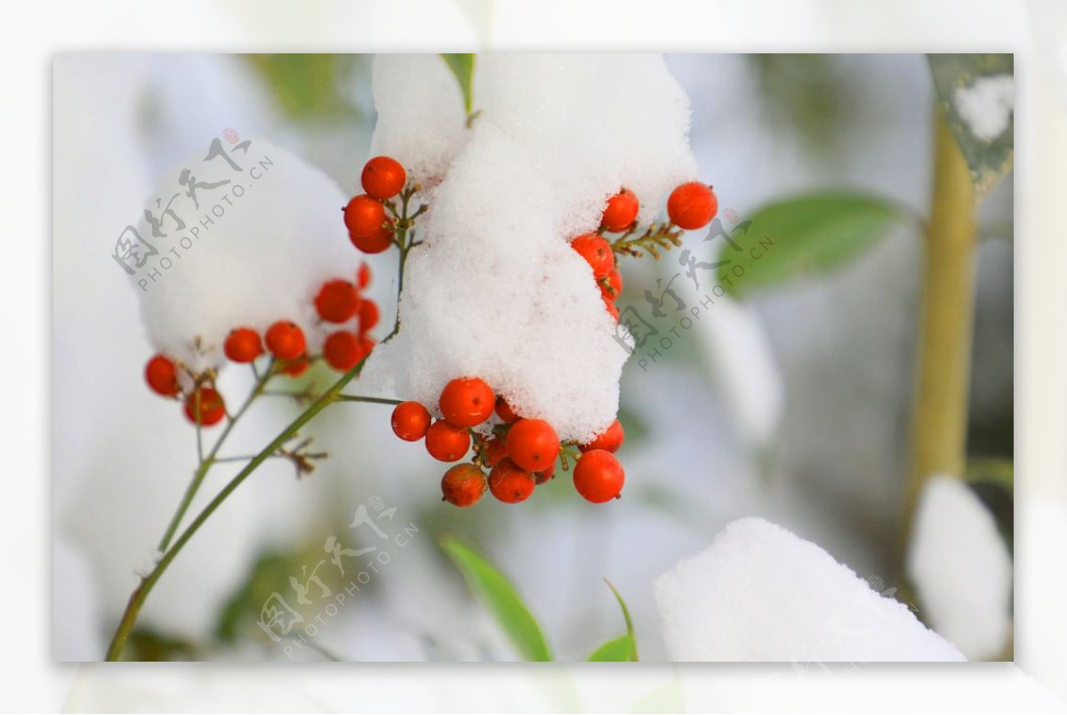 雪中红杏