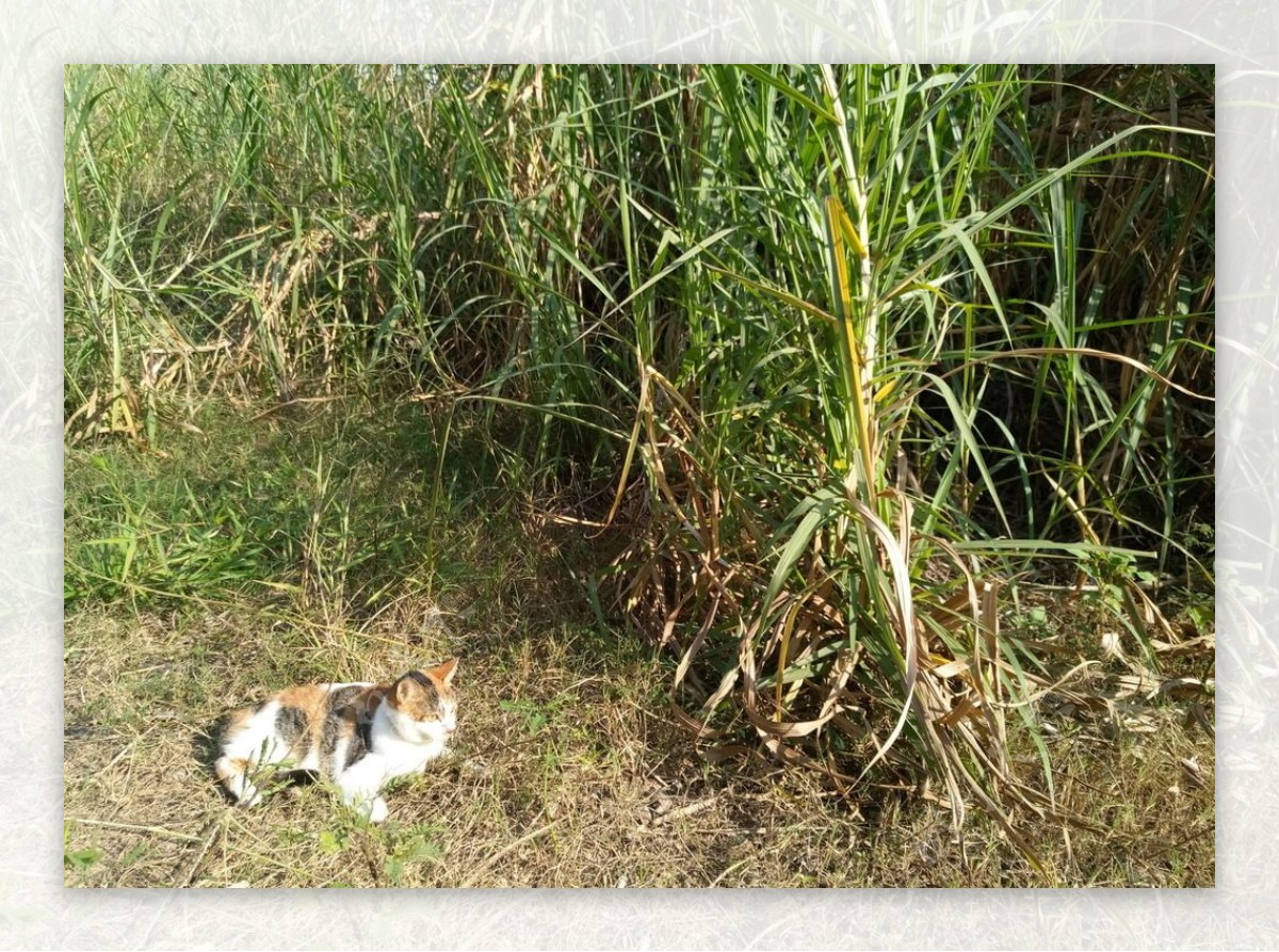 小花猫水草小路绿草绿藤