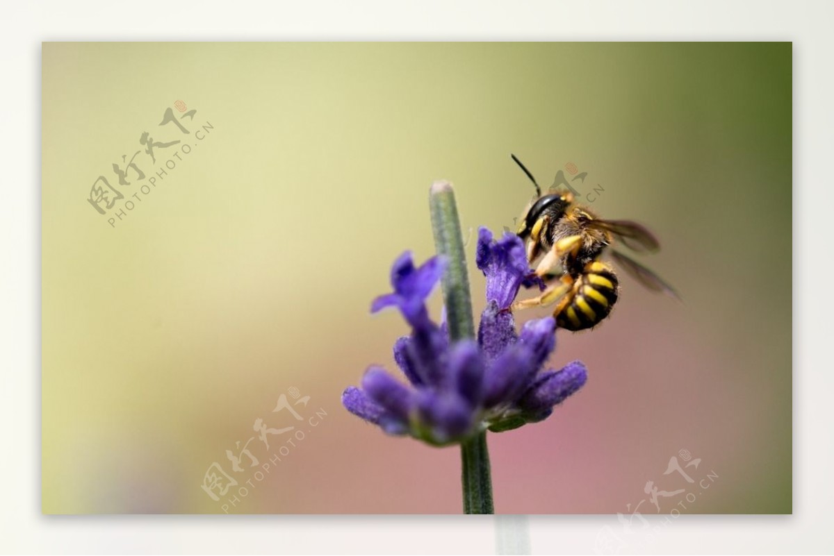 花丛上的蜜蜂