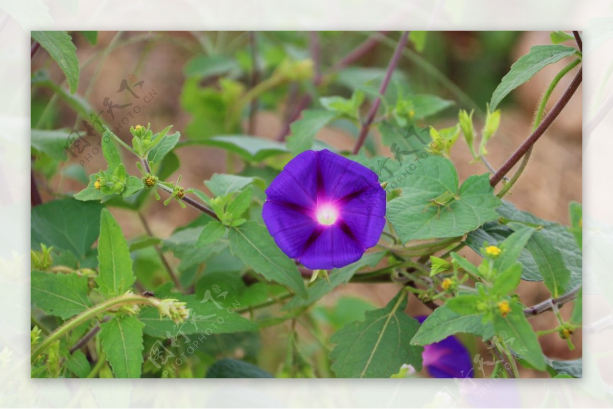 牵牛花