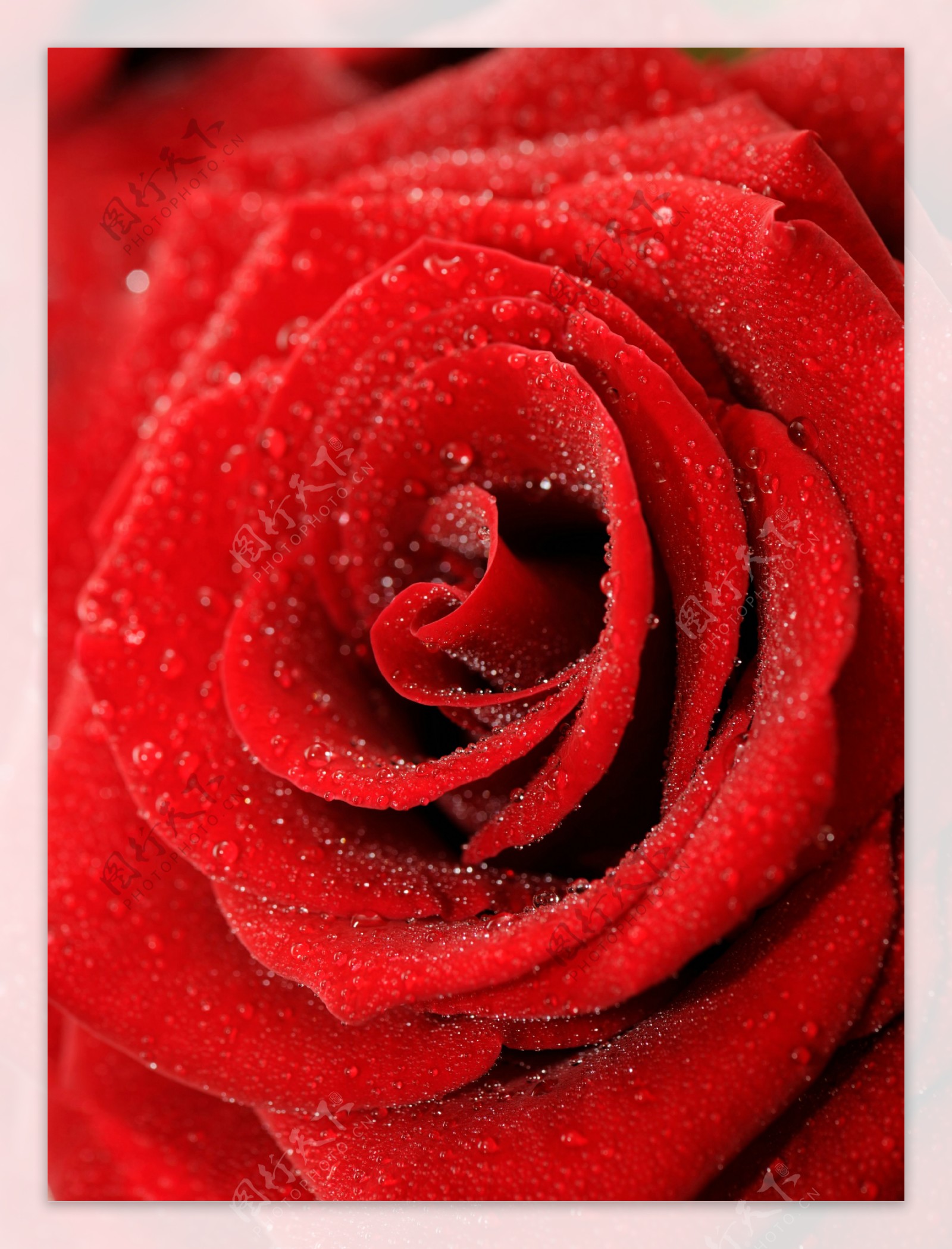 玫瑰花与水珠背景图片