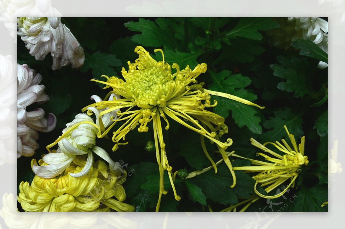 雨后秋菊