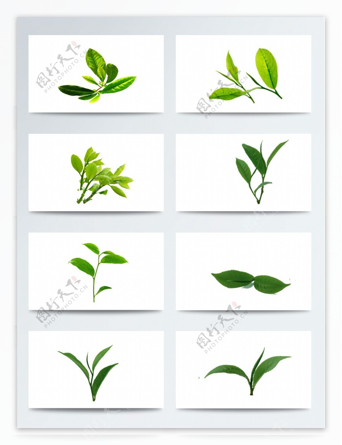 各种形状的绿茶叶子PNG元素