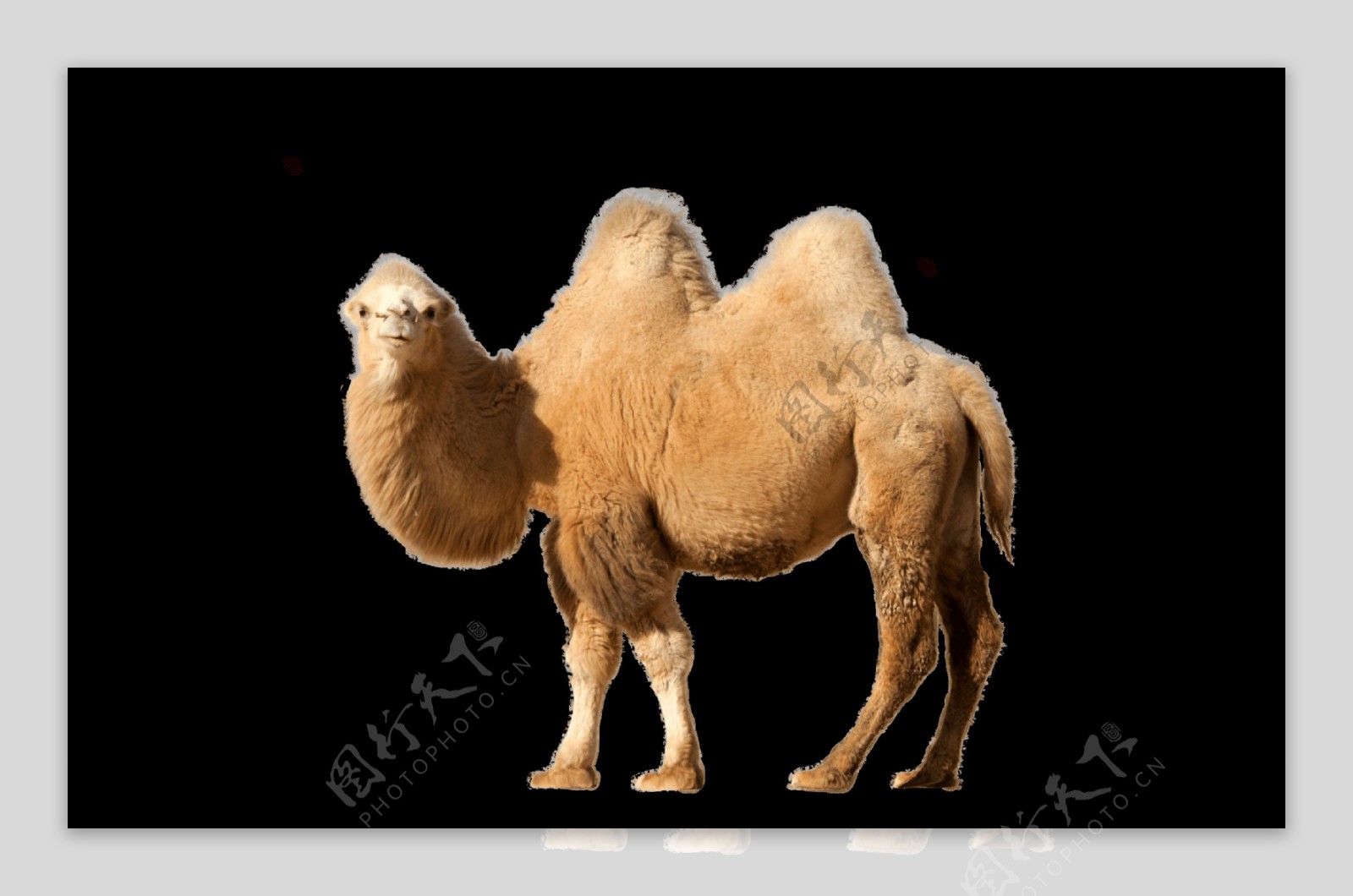 骆驼透明png