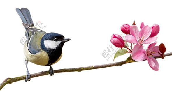 春天清新蓝色小鸟装饰元素