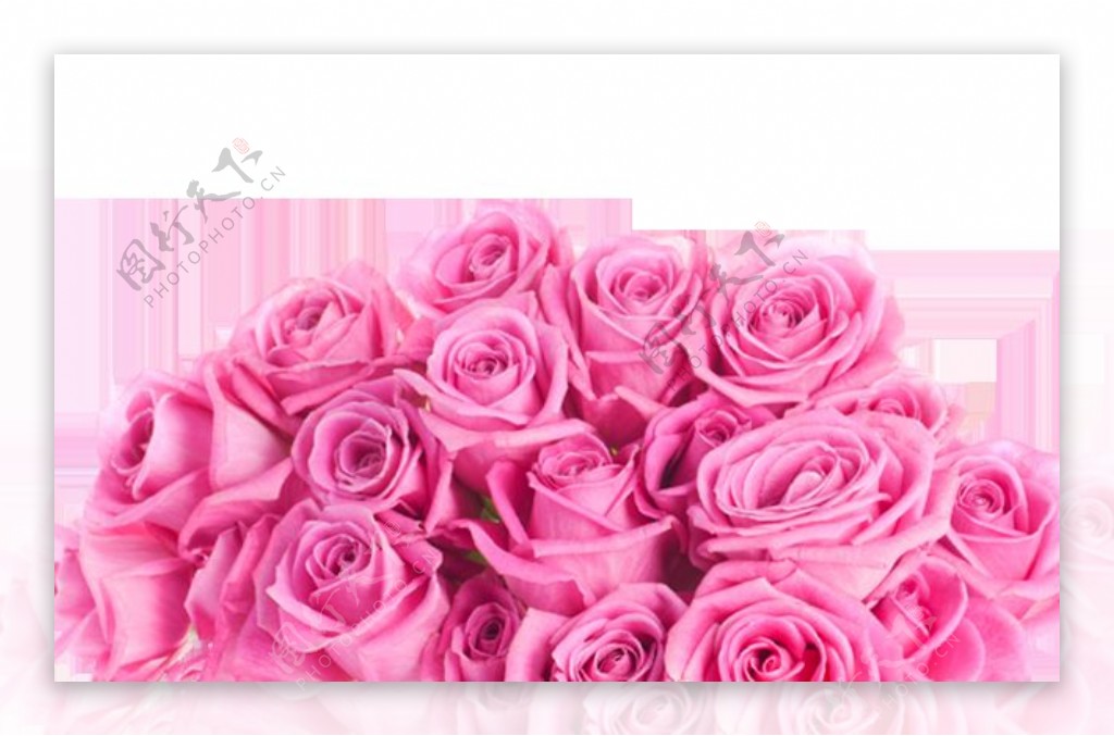 清新粉色玫瑰花花朵花束实物元素