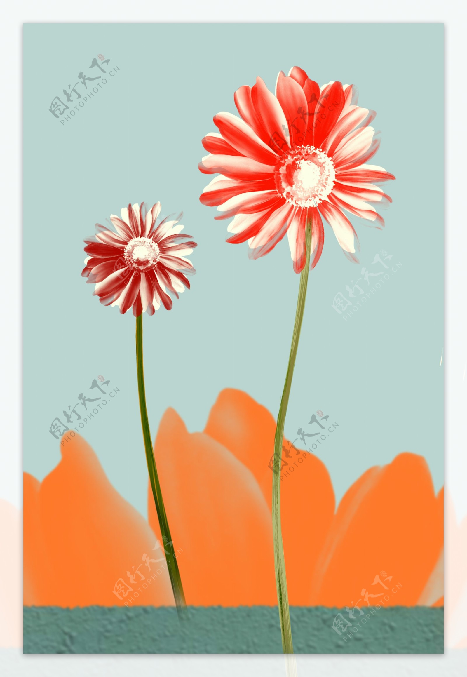 日系红菊花