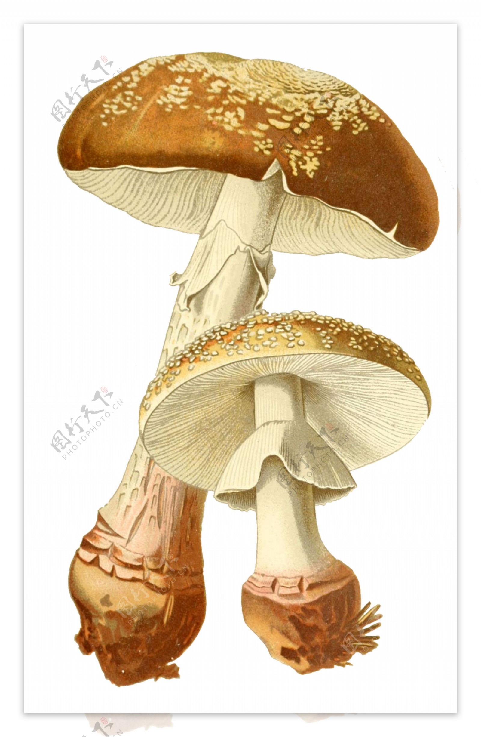 逼真手绘两朵大小野生蘑菇透明装饰素材