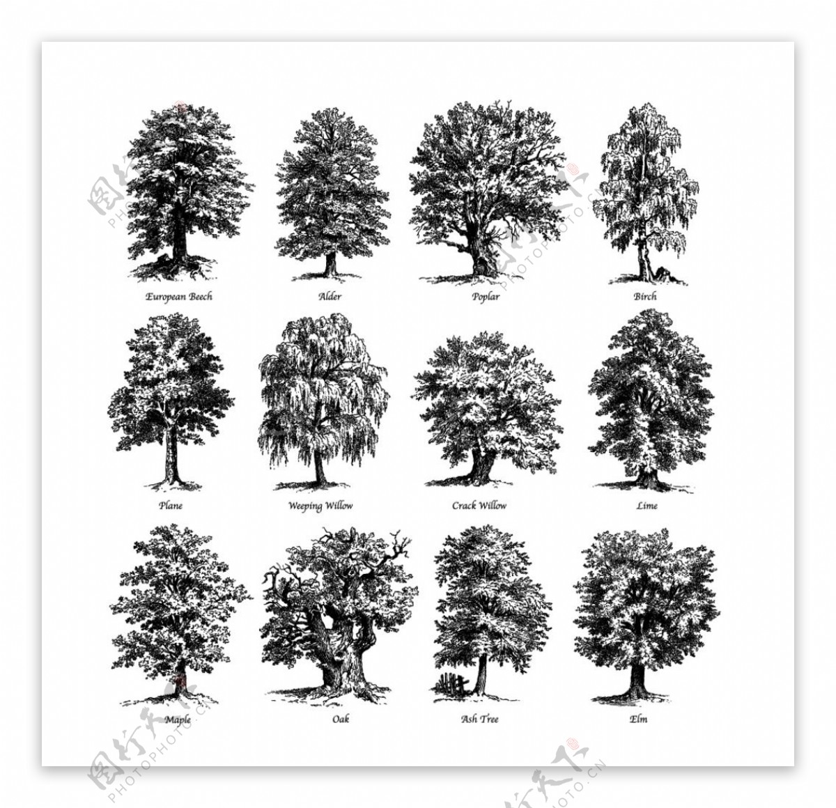 12款手绘茂盛树木矢量素材