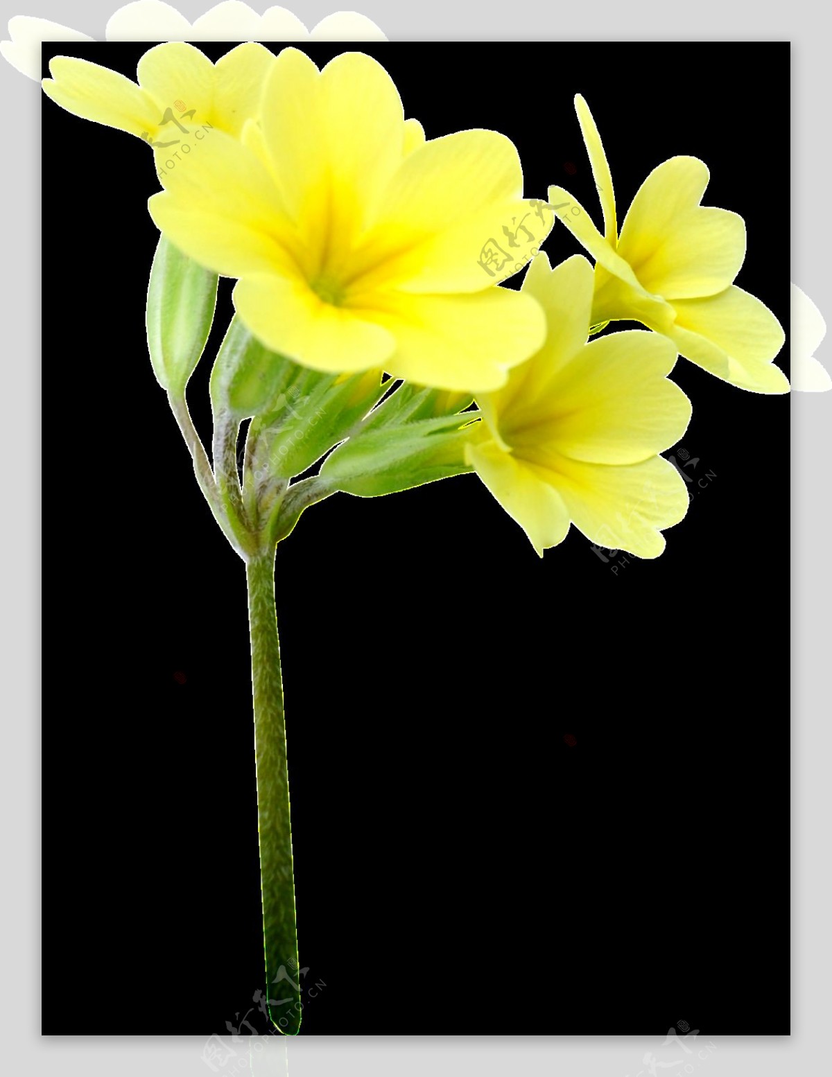 四朵黄色鲜花png透明素材