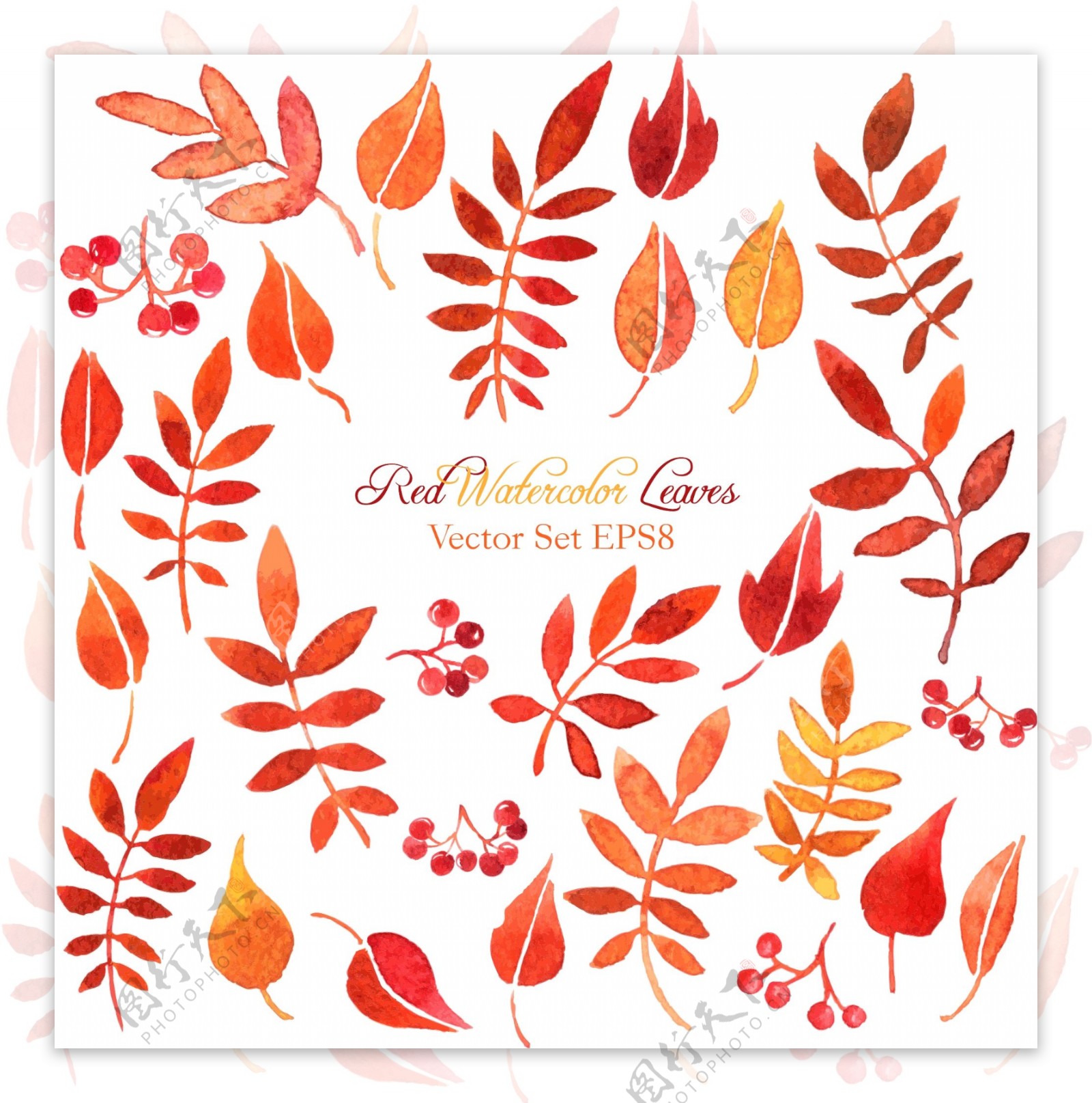 水彩绘秋天的叶子插画