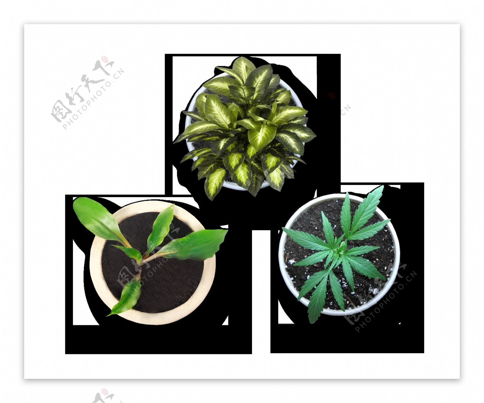 绿色盆栽植物png元素