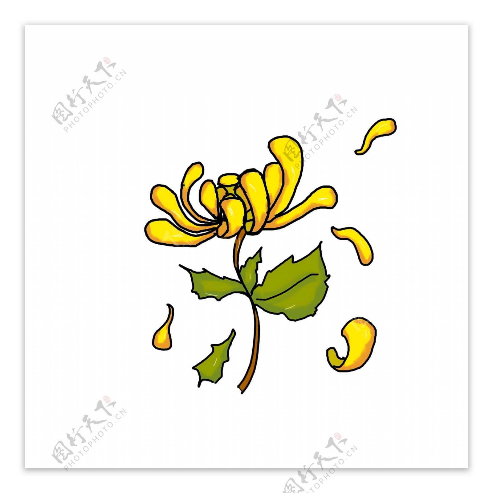 黄色的一株小菊花