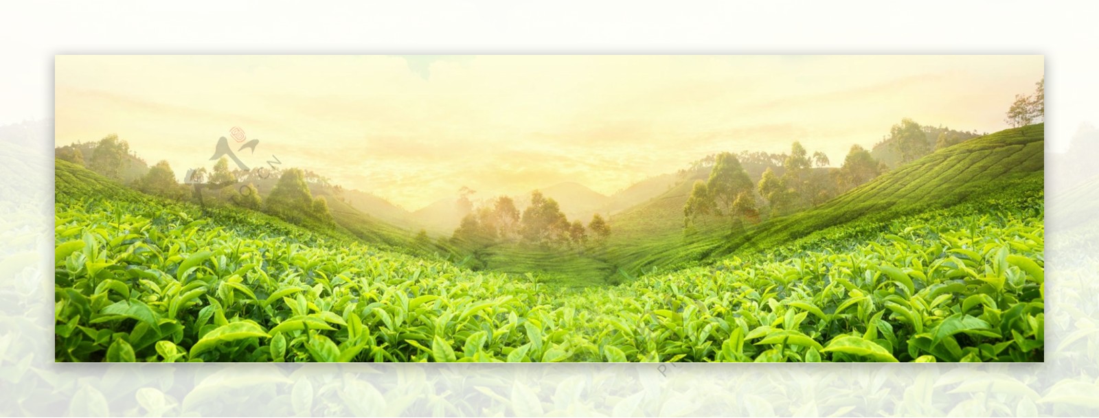 茶叶小清新绿色淘宝海报背景