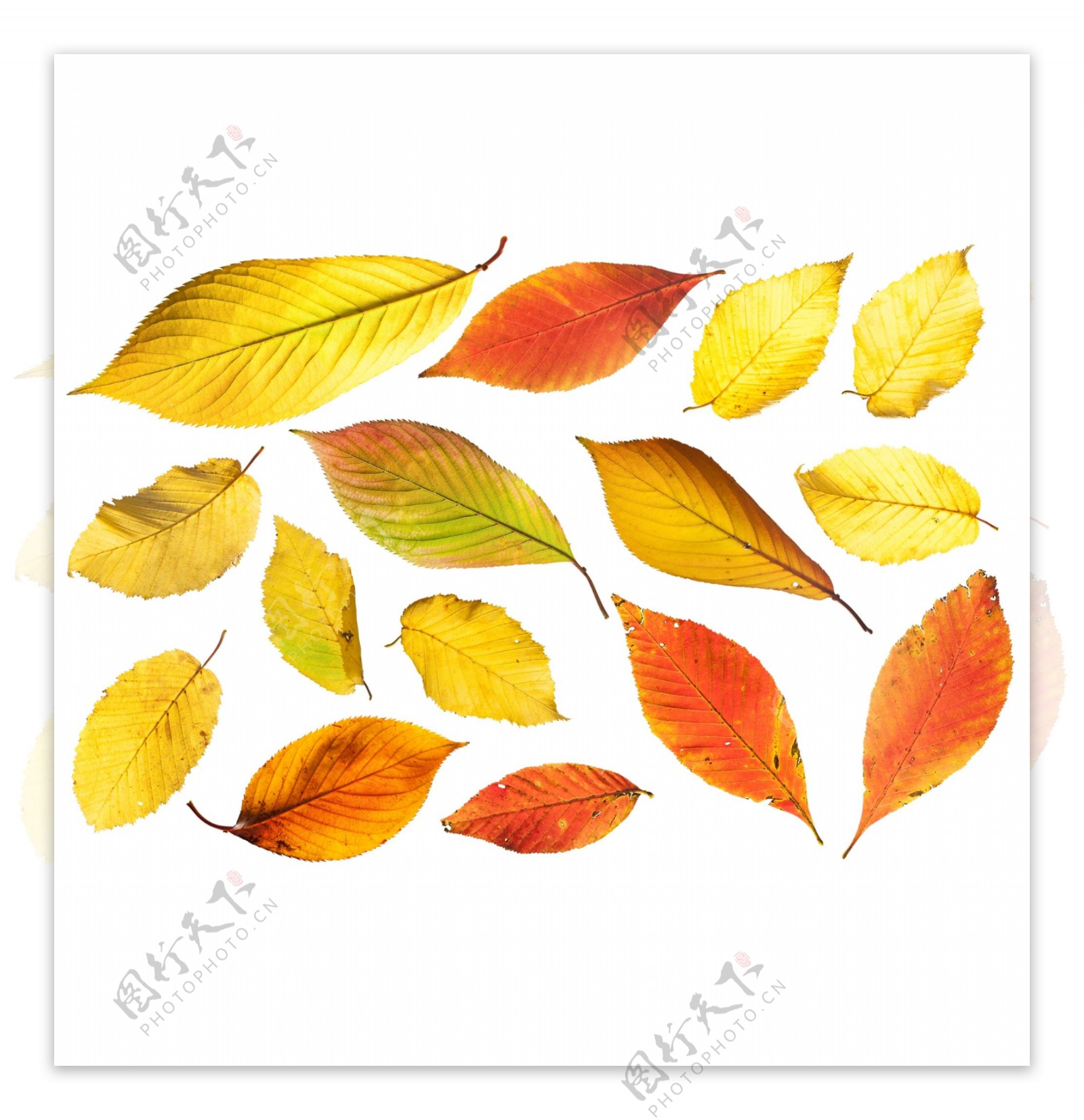 秋冬季节黄色落叶树叶高清png