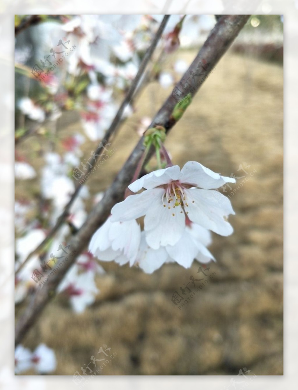 樱花盛开的樱花樱花观赏樱