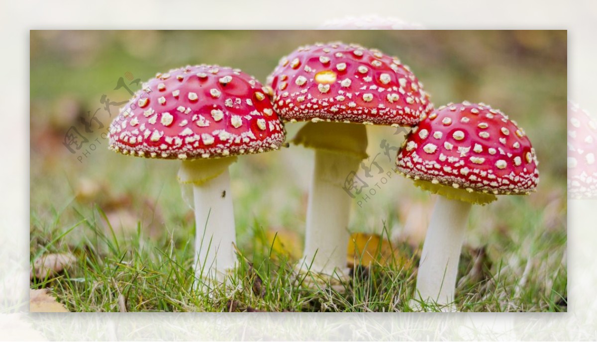 有毒的红色蘑菇