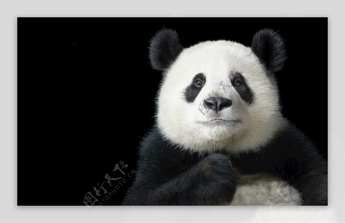 黑底大熊猫写真