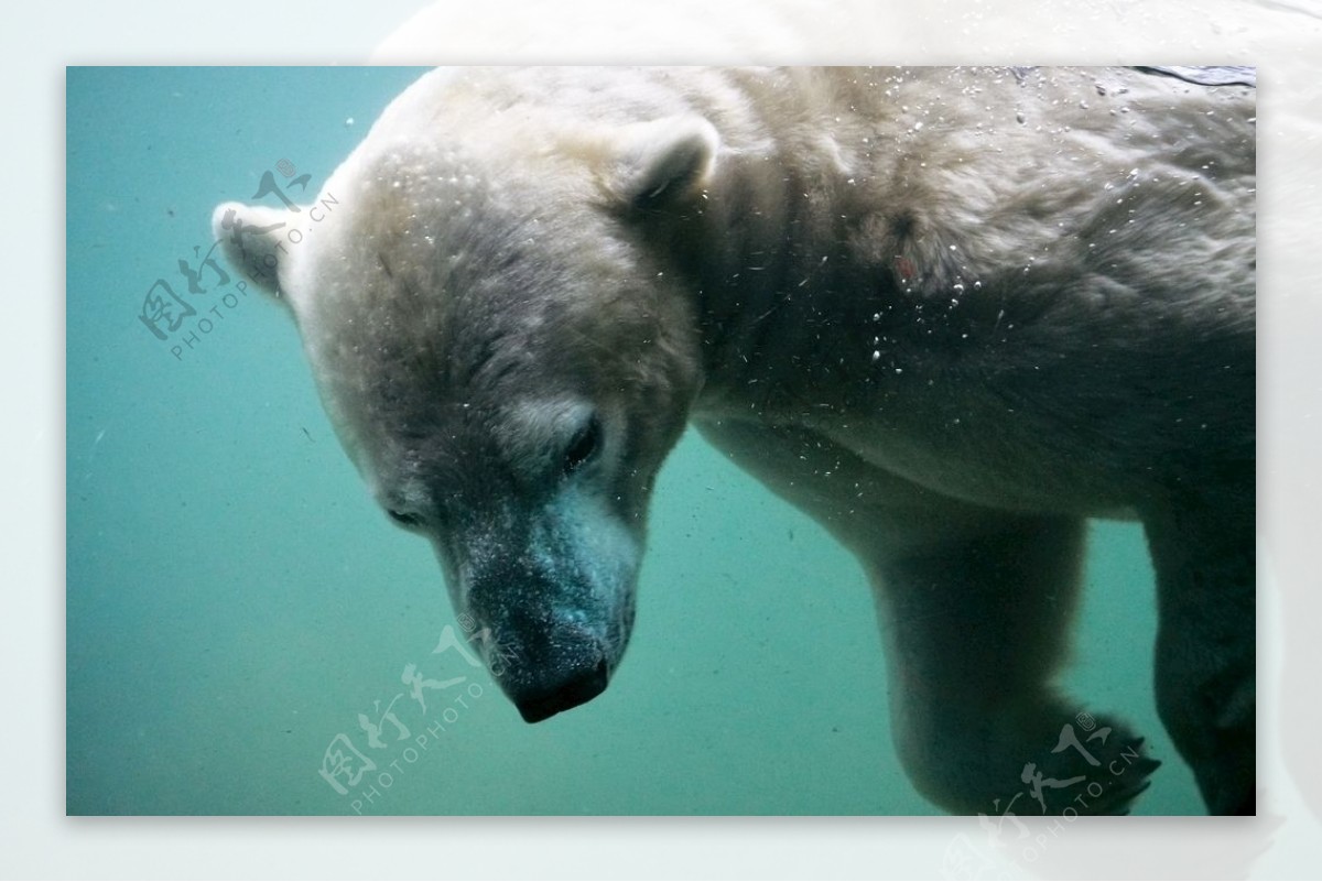 水下的北极熊