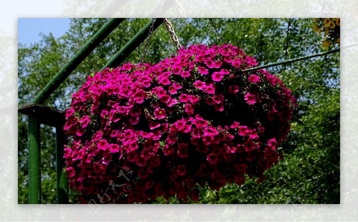 野菊花