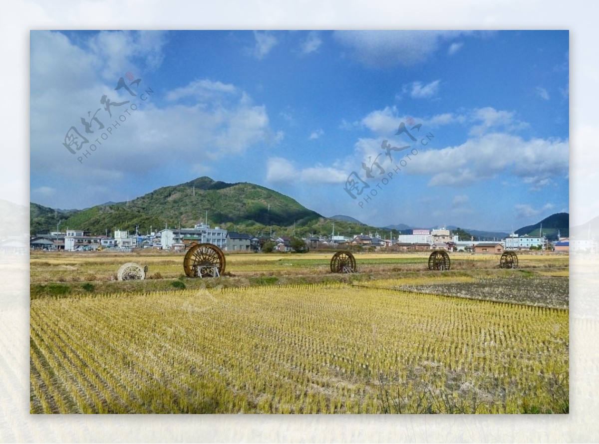 乡村稻田风景