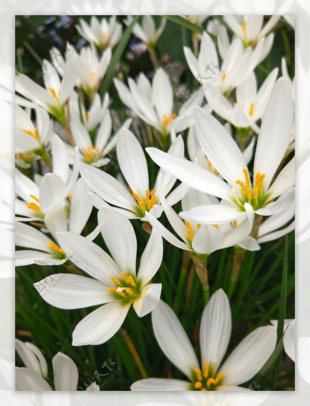 白色花朵盛开的葱兰