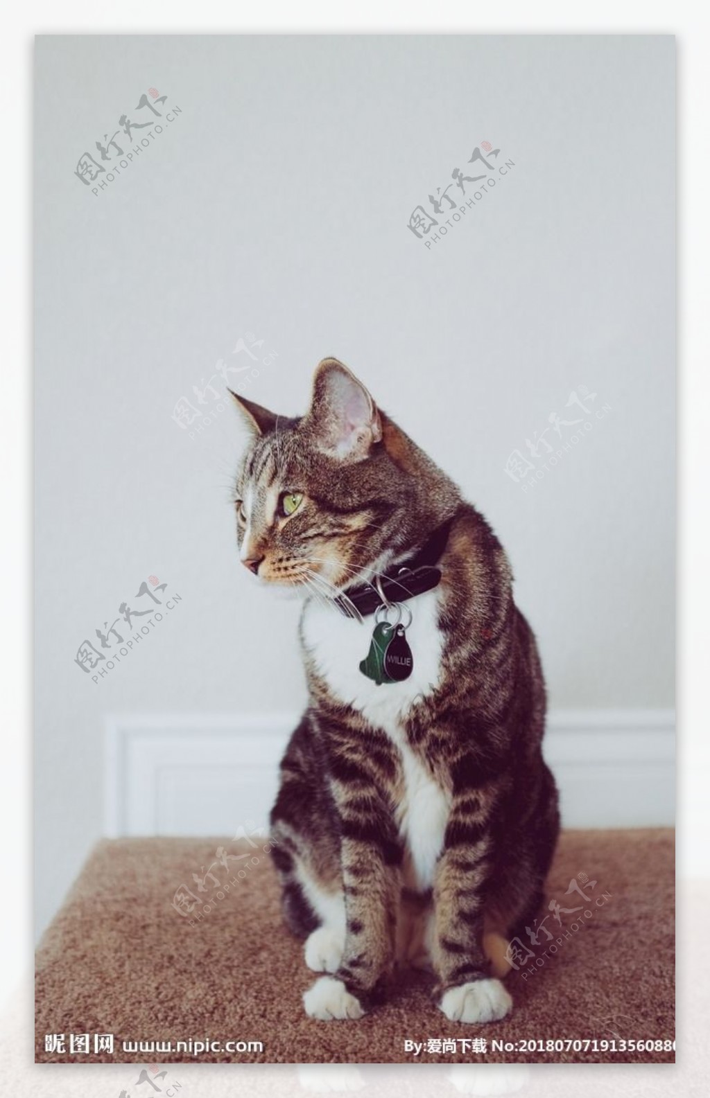 猫摄影图片宠物写真壁纸