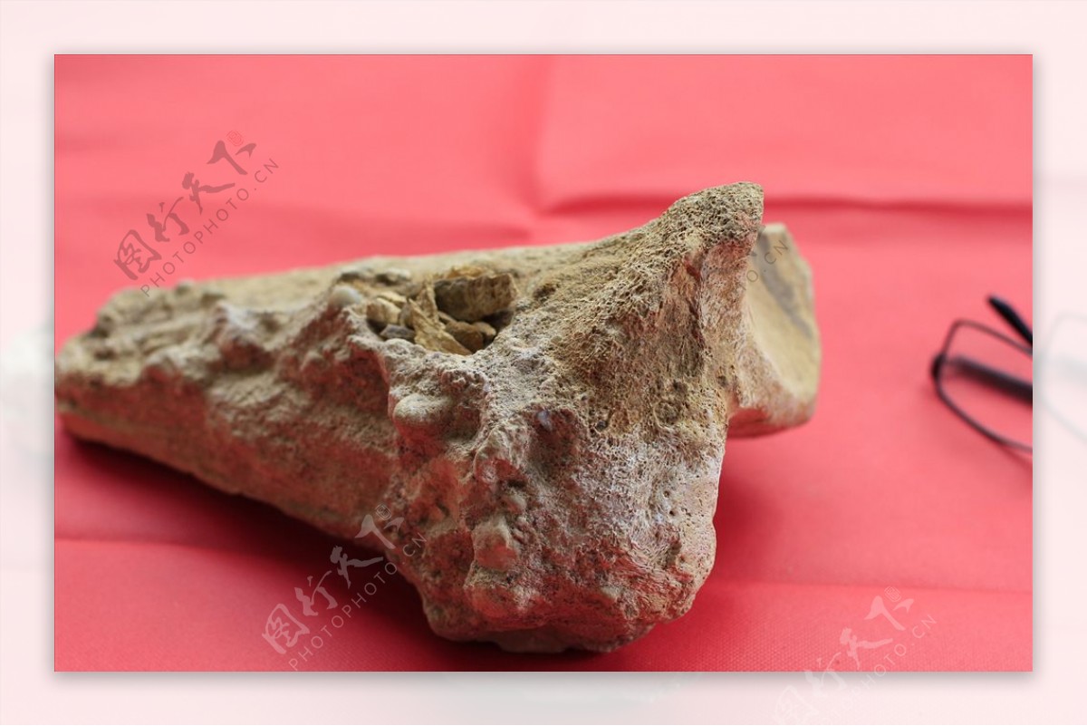 中药龙骨古代动物化石