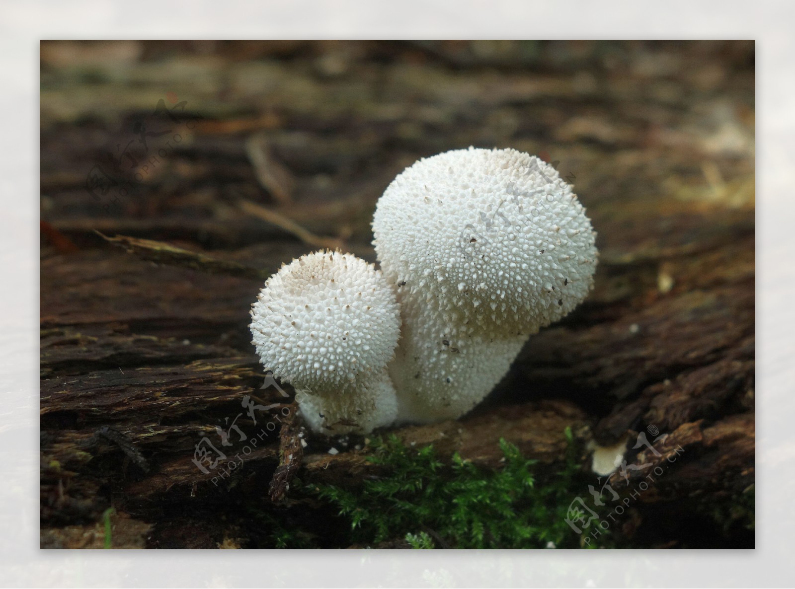 野生白蘑菇