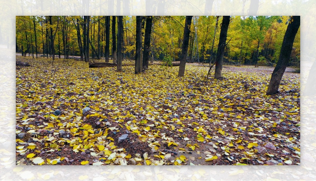 雨后满地的黄叶